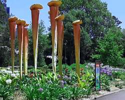 The garden also has a Carnivorous exhibit which attracts the attention of the visitors.